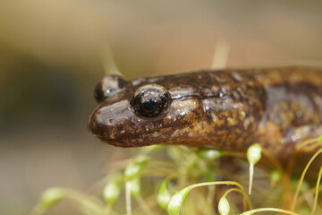 Poster - Closeup shot of the head of an adult Dunn's salamander, Plethodon dunni at Columbia river gorge