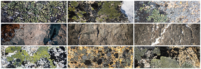 Wall Mural - Set of texture of stones covered with lichen. Lichen patterns on a rock surface. Collection of panoramic natural backgrounds. The nature of the Arctic. Polar region.