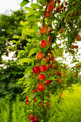 Wall Mural - Ripe cherry plum on a twig in the garden