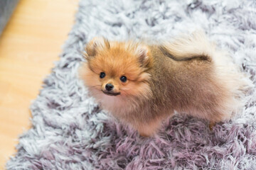 cute little puppy pomeranian dog orange sable, sitting a a grey floor carpet indoor