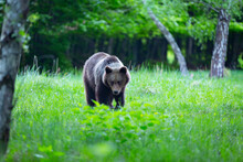 Dangerous Young Brown Bear , Ursus Arctos , Walks On Mountain Meadow. Wildlife Scenery