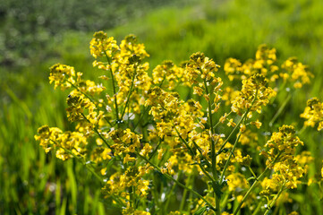 Fotomurales - close up yellow green rapeseed flower