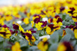  viele violett und gelb blühende Stiefmütterchen in einer Gärtnerei im Frühling, nahaufnahme