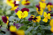  viele violett und gelb blühende Stiefmütterchen in einer Gärtnerei im Frühling, nahaufnahme