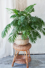  Areca palm in wicker basket