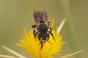 Sticker - Solitary bee, Lithurgus chrysurus sipping nectar on the yellow flowers of Centaurea solstitialis