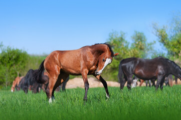 Wall Mural - Beautiful young brown horse jumping, playing in a field on a background of nature and other horses