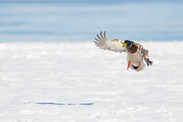 Sticker - Mallards in flight in Canadian winter