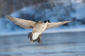 Wall Mural - Canada goose (Branta canadensis) in winter