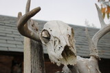 Fototapeta Morze - Deer Skull and Skeleton