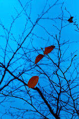 Wall Mural - Photo of a mystical fantasy forest. Dry orange leaves in the wind. Silhouettes of trunks and branches. Fog and twilight blue sky. Mystical blue background