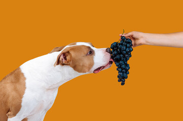 A beautiful large dog eats food from the hands of a man. American Staffordshire terrier licks berries of grapes. On orange background