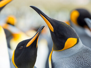 Wall Mural - King Penguin on Falkland Islands.