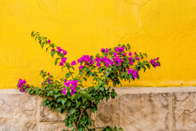 Plant Against Wall In Tlaquepaque, Near Guadalajara, Jalisco, Mexico.
