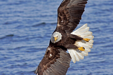 Poster - USA, Alaska, Homer. Bald eagle diving above water.