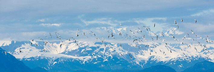 Poster - USA, Alaska, Glacier Bay National Park. Flock of black-legged kittiwakes flying near the Fairweather Range.