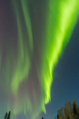 Canvas Print - USA, Alaska. Aurora borealis over forest.