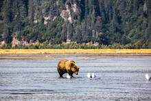 Lake Clark National Park And Preserve, Cook Inlet, Kenai Peninsula, Alaska, Brown Bear, Grizzly Bear, Coast Bears, Seagulls