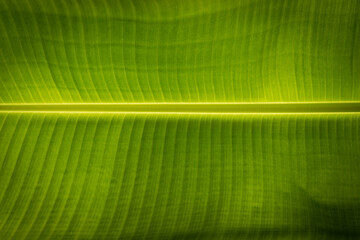 backlit fresh green banana leaf.