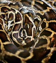 Closeup Shot Of A Black Python In A Coiled State