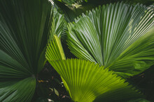 Natural Tropical Green Leaves Plants For Background Use.