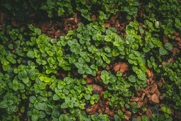 Natural tropical green leaves plants for background use.