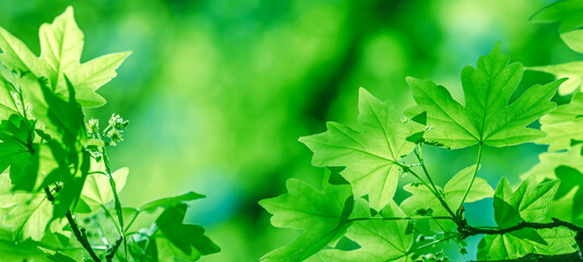 closeup view of beautiful leaf texture in sunlight at bright spring day