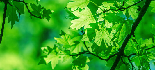 spring. branch with fresh green maple leaves on blurred forest background