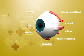 Wall Mural - 3d rendering Human eye structure