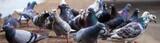 flock of pigeons sitting on wall