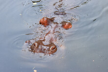 Hippo Soak In Water In Summer Hippo Head