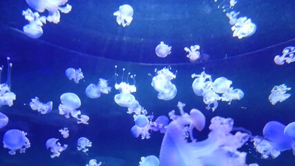 Poster - A breathtaking view of a group of blue jellyfish floating underwater