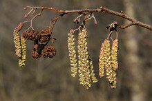 Catkins In Spring, New Male Inflorescence And Old, Mature Cone-like Flowers And Some Buds Of European Black Alder