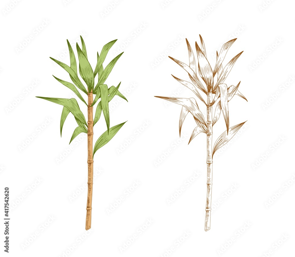 Colored sugarcane stem with leaves and outlined sketch of sugar cane. Two  branches of field plant. Pair of contoured botanical elements. Hand-drawn  vector illustration isolated on white background Stock Vector | Adobe, image size:1000x870