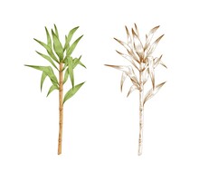 Colored Sugarcane Stem With Leaves And Outlined Sketch Of Sugar Cane. Two Branches Of Field Plant. Pair Of Contoured Botanical Elements. Hand-drawn Vector Illustration Isolated On White Background