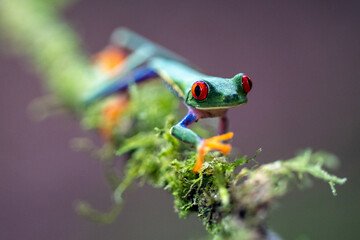 Canvas Print - Red-eyed Tree Frog, Agalychnis callidryas, sitting on the green leave in tropical forest in Costa Rica.