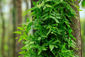 Poster - Parasitic vine wrapped around tree trunk in tropical forest