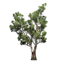 Red Gum Tree - Isolated On White Background - 3D Illustration