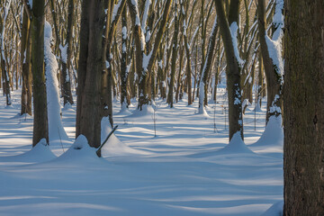 Wall Mural - Sunny day in the frosty forest in the winter season. Landscape with forest and perfect sunlight with snow and clean sky. Beatuful contrast of snow shapes and shadows