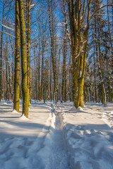 Wall Mural - Sunny day in the frosty forest in the winter season. Landscape with forest and perfect sunlight with snow and clean sky. Beatuful contrast of snow shapes and shadows