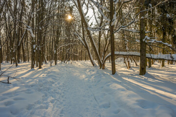 Wall Mural - Sunny day in the frosty forest in the winter season. Landscape with forest and perfect sunlight with snow and clean sky. Beatuful contrast of snow shapes and shadows