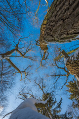 Wall Mural - Sunny day in the frosty forest in the winter season. Landscape with forest and perfect sunlight with snow and clean sky. Beatuful contrast of snow shapes and shadows