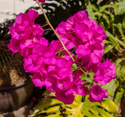 Wall Mural - Bougainvillea in majorca, spain