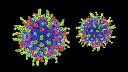 Poster - Herpes simplex virus