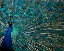 Selective Focus Shot Of A Peacock
