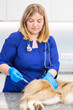 © Ermolaeva Olga - Close-up of a veterinarian's hands giving an injection to a ginger dog at a veterinary clinic appointment. Animal care concept