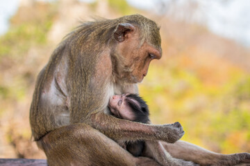 Wall Mural - Selective focus shot of a monkey taking care of its baby in Thailand