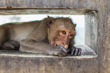 Wall Mural - Closeup shot of a Thai Primate Monkey with a funny face in Thailand