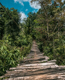 Fototapeta Fototapety mosty linowy / wiszący - Drewniany most linowy rozwieszony pośród dżungli.