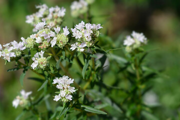 Virginia mountain mint